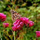 Der ruhende Schmetterling