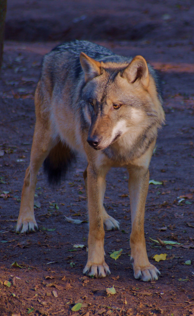 Der Rumsteh-Wolf