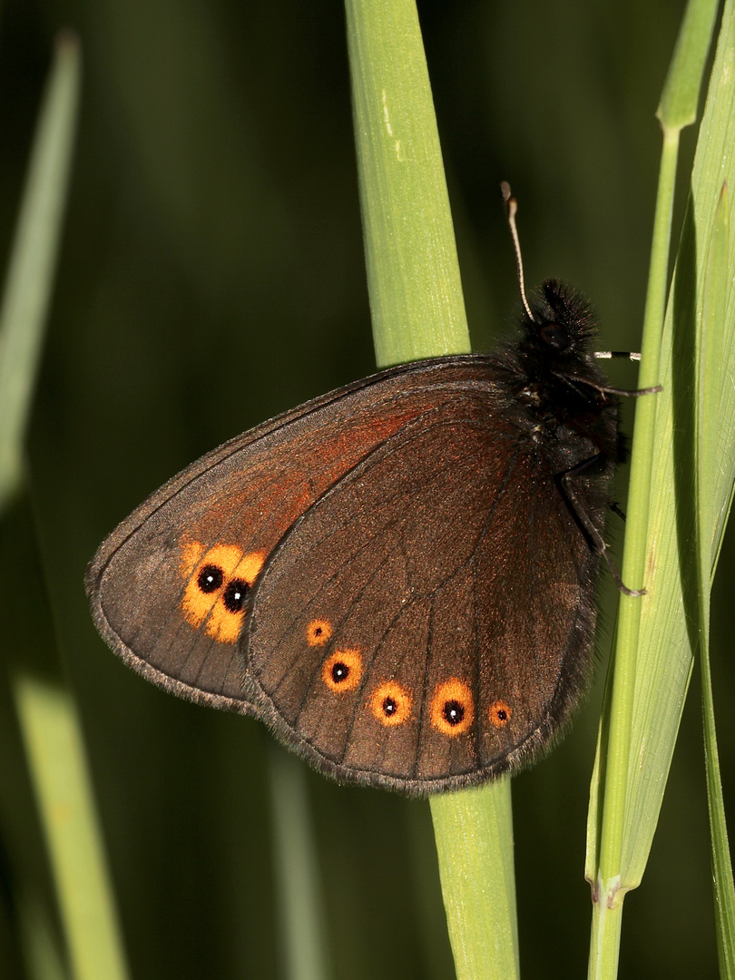 Der Rundaugen-Mohrenfalter (Erebia medusa)