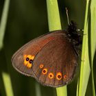 Der Rundaugen-Mohrenfalter (Erebia medusa)