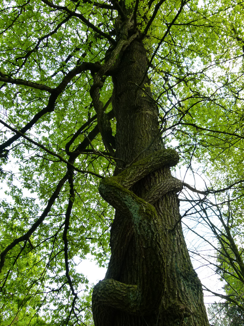 der rundblättrige Baumwürger