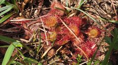 Der Rundblättrige Sonnentau (Drosera rotundifolia)