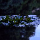 Der Rursee 02.08.2015.3