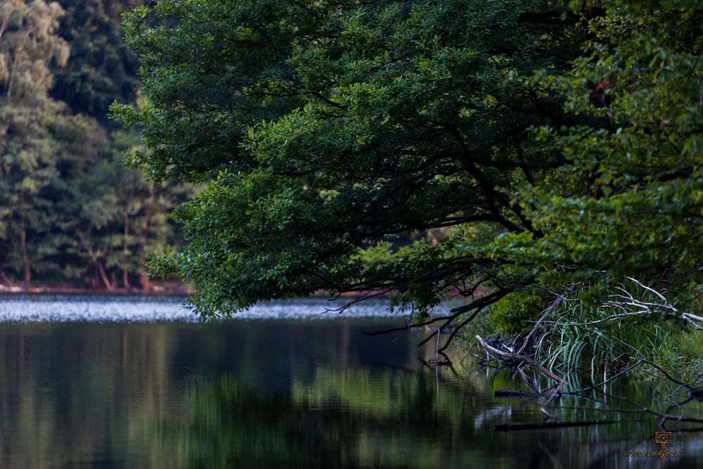 Der Rursee 02.08.2015.6