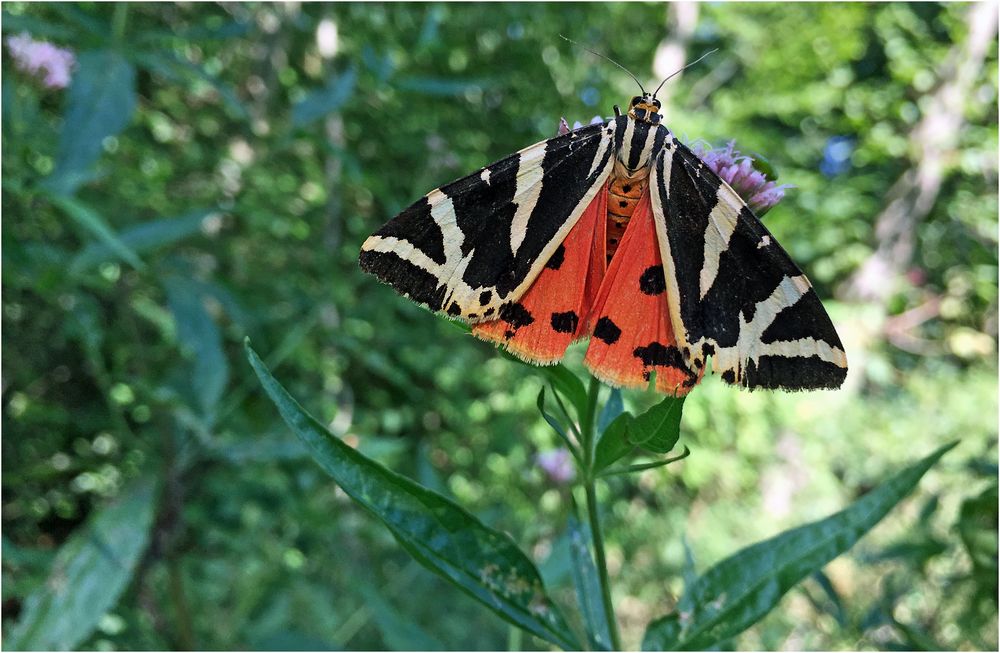 Der Russische Bär Foto & Bild | nachtfalter, schmetterling, falter