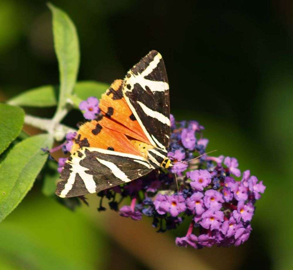 Der russische Bär Foto & Bild | tiere, wildlife, schmetterlinge Bilder
