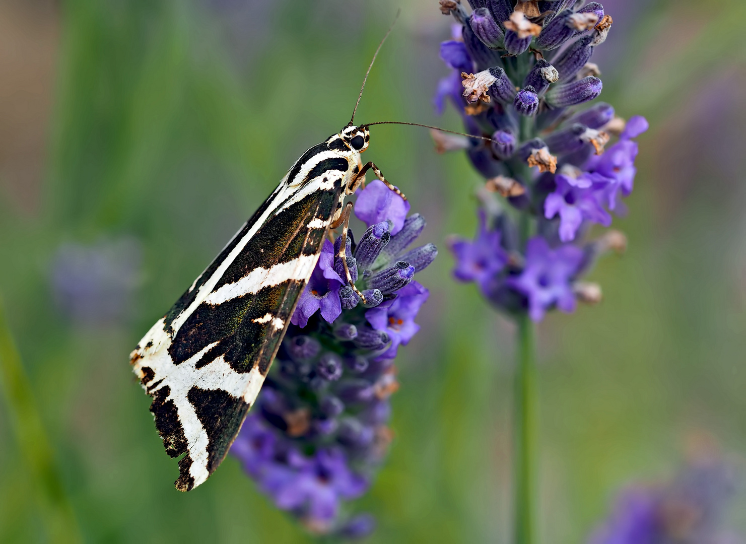 Der Russische Bär (Euplagia quadripunctaria) (2. Foto) - L'Écaille chinée ou Callimorphe.