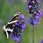 Der Russische Bär (Euplagia quadripunctaria) (2. Foto) - L'Écaille chinée ou Callimorphe.