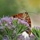 Der Russische Bär (Euplagia quadripunctaria) (3. Foto) - L'Écaille chinée ou Callimorphe.