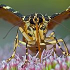 Der Russische Bär (Euplagia quadripunctaria) (4. Foto) - L'Écaille chinée ou Callimorphe.