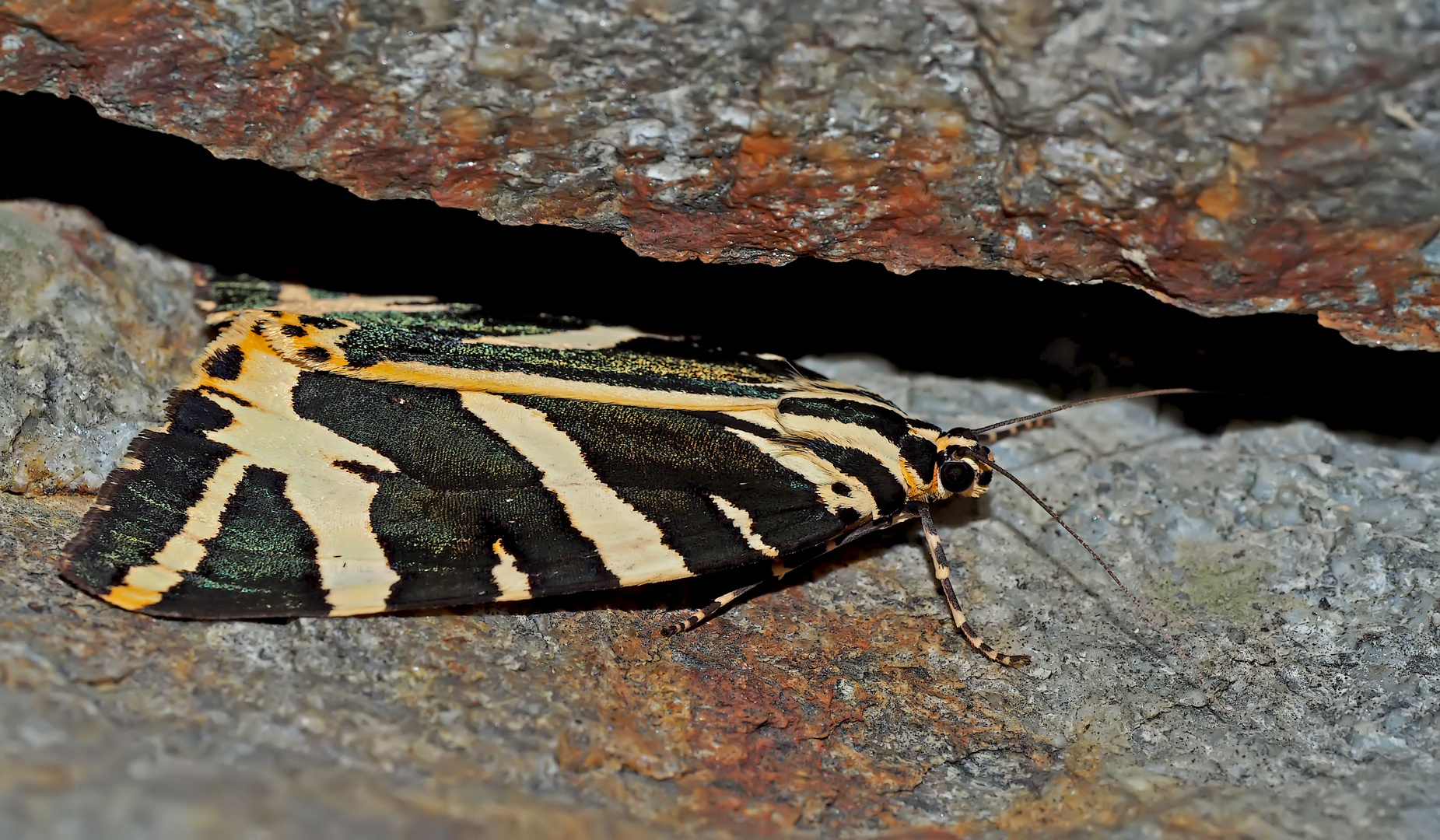 Der Russische Bär (Euplagia quadripunctaria) - L'Écaille chinée.