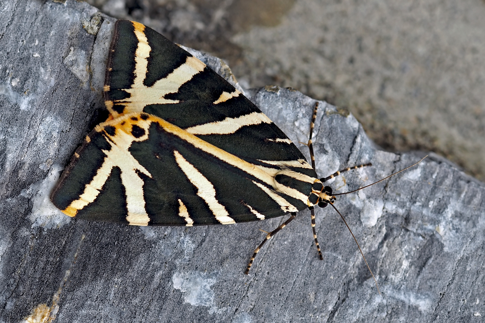 Der Russische Bär (Euplagia quadripunctaria) - L'Écaille chinée ou Callimorphe.