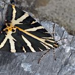 Der Russische Bär (Euplagia quadripunctaria) - L'Écaille chinée ou Callimorphe.