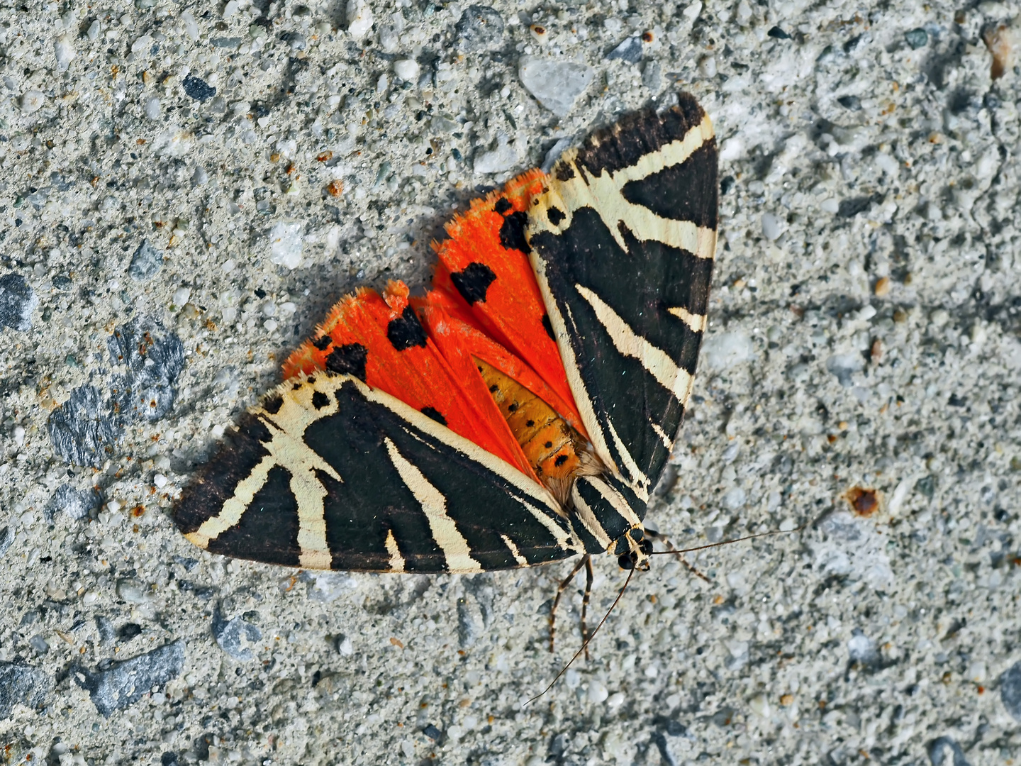 Der Russische Bär (Euplagia quadripunctaria) - L'Écaille chinée ou Callimorphe.