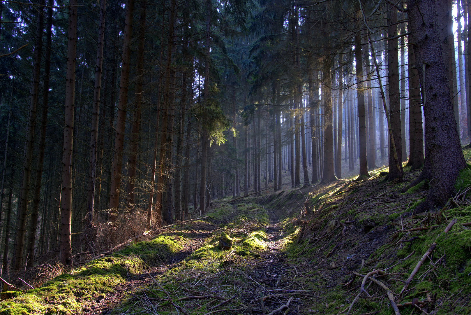 Der rustikale Waldweg im Nadelwald wird von der Sonne beschienen