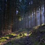 Der rustikale Waldweg im Nadelwald wird von der Sonne beschienen