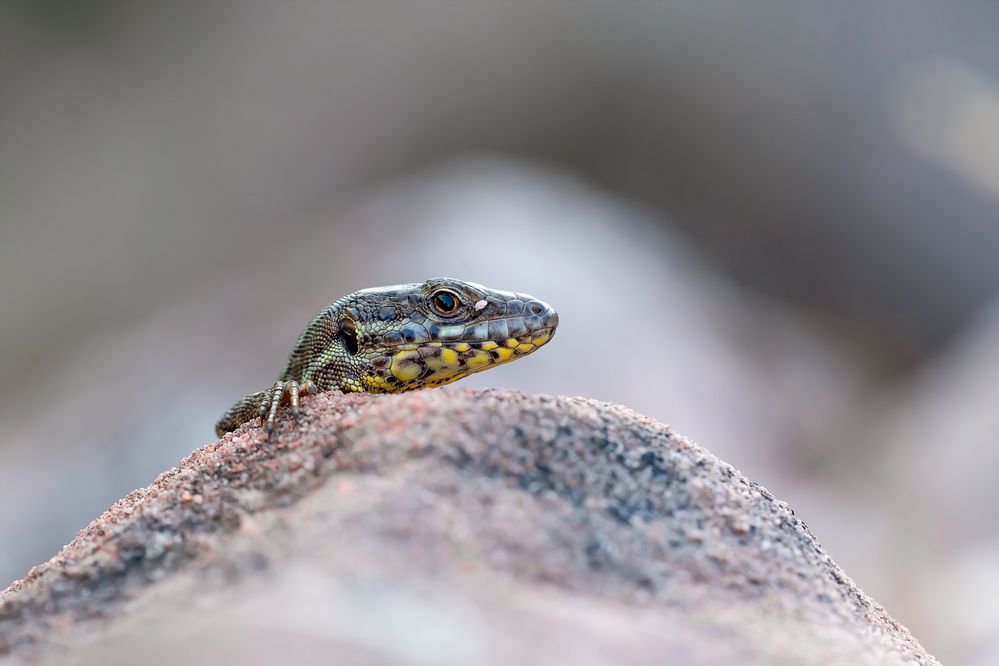 Der Saarosaurus Foto & Bild nature, makro, natur Bilder auf