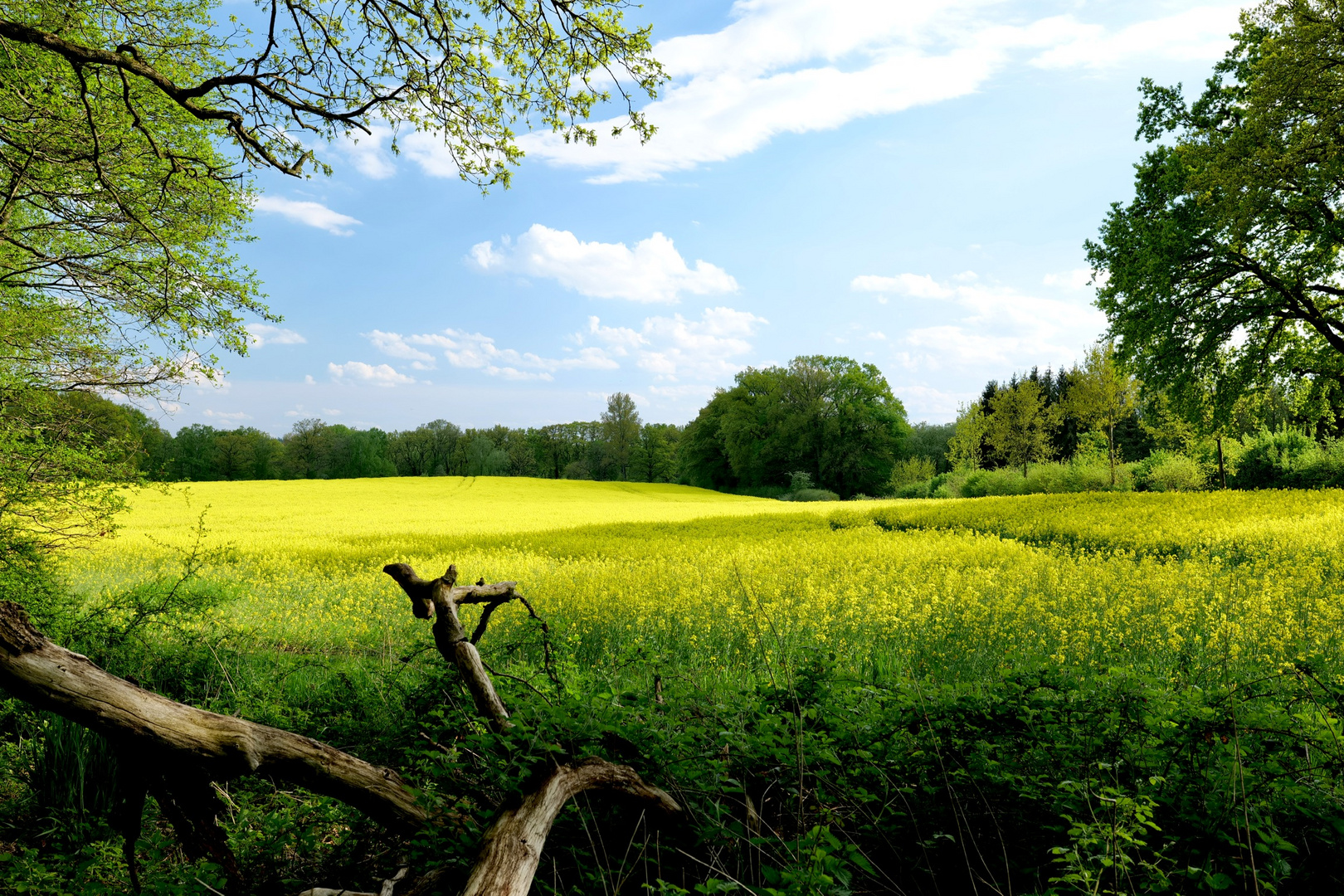 Der Sachsenwald