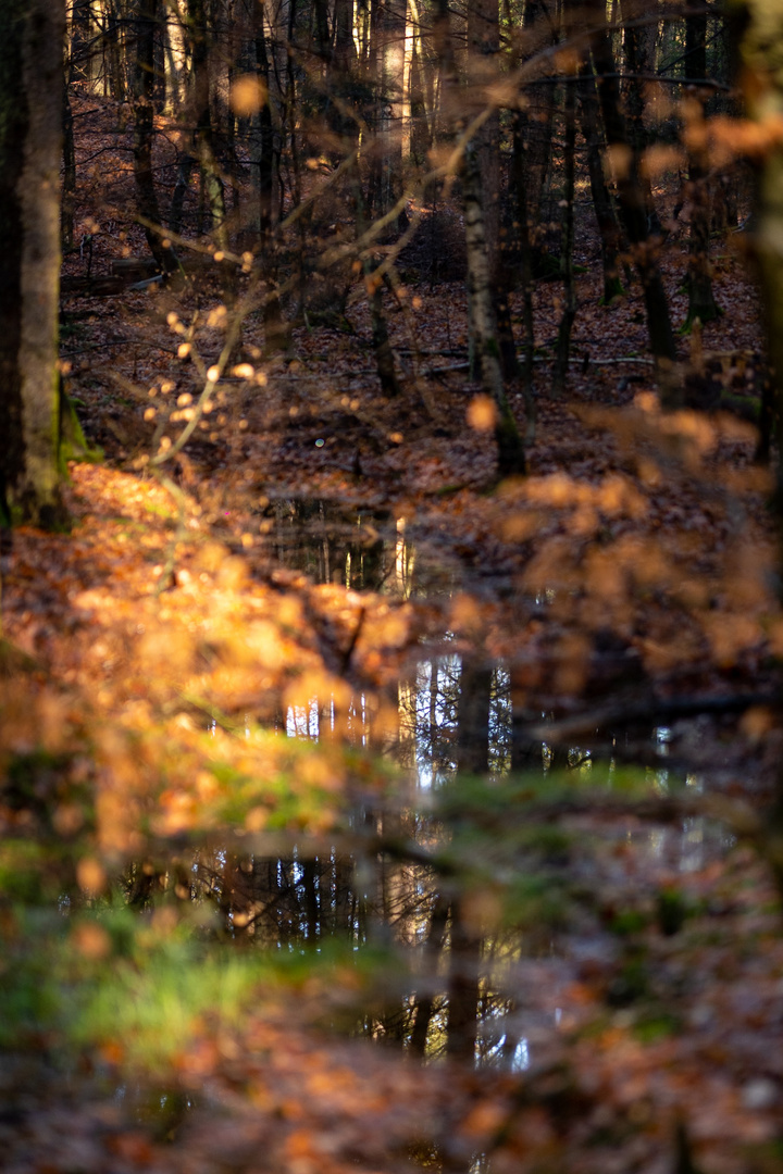 Der Sachsenwald im Spiegel