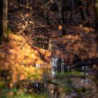 Der Sachsenwald im Spiegel