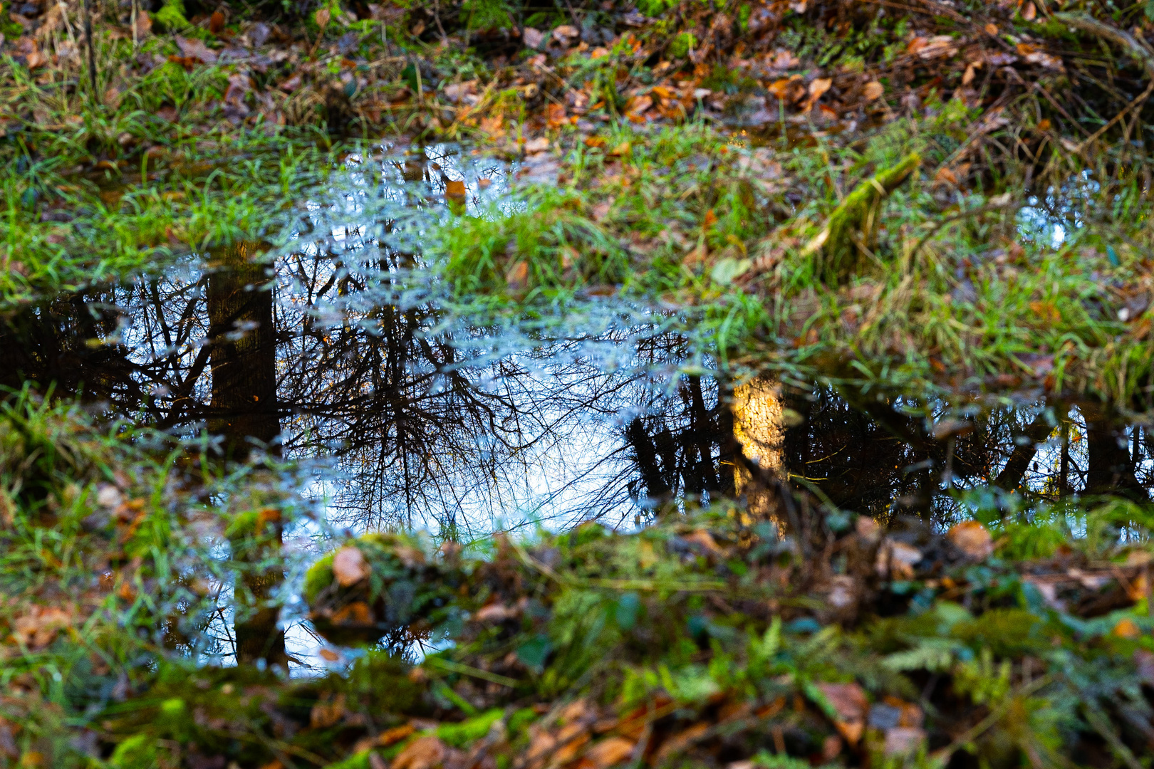 Der Sachsenwald im Spiegel