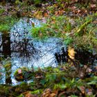 Der Sachsenwald im Spiegel