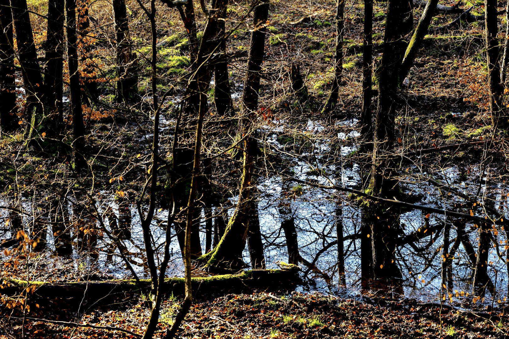 Der Sachsenwald im Spiegel