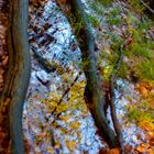 Der Sachsenwald im Spiegel