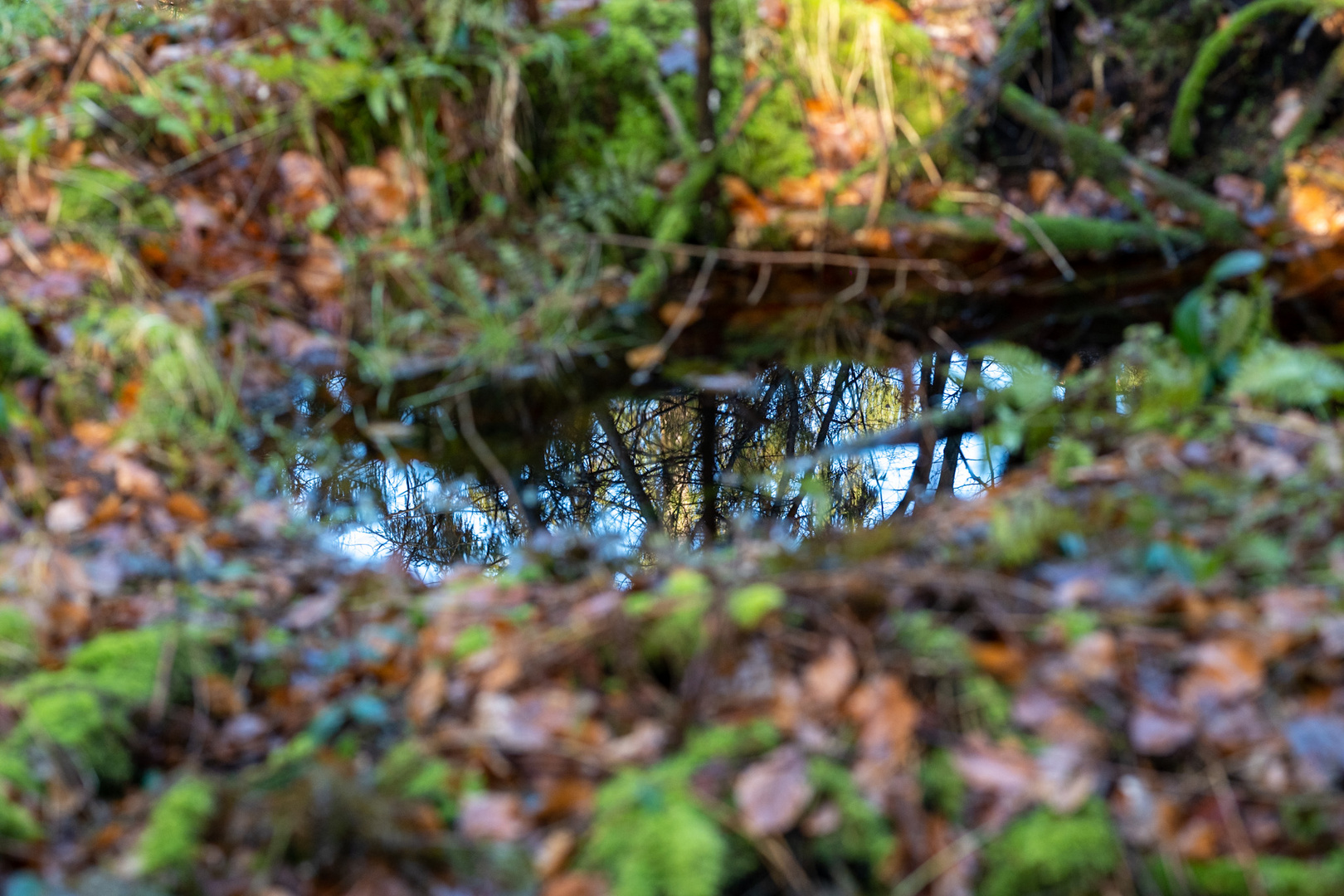 Der Sachsenwald im Spiegel