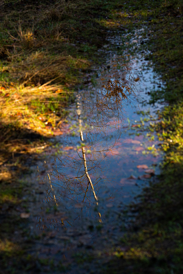 Der Sachsenwald im Spiegel