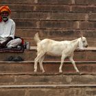 Der Sadhu und die Treppenziege
