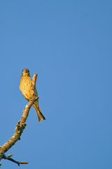 der Sänger