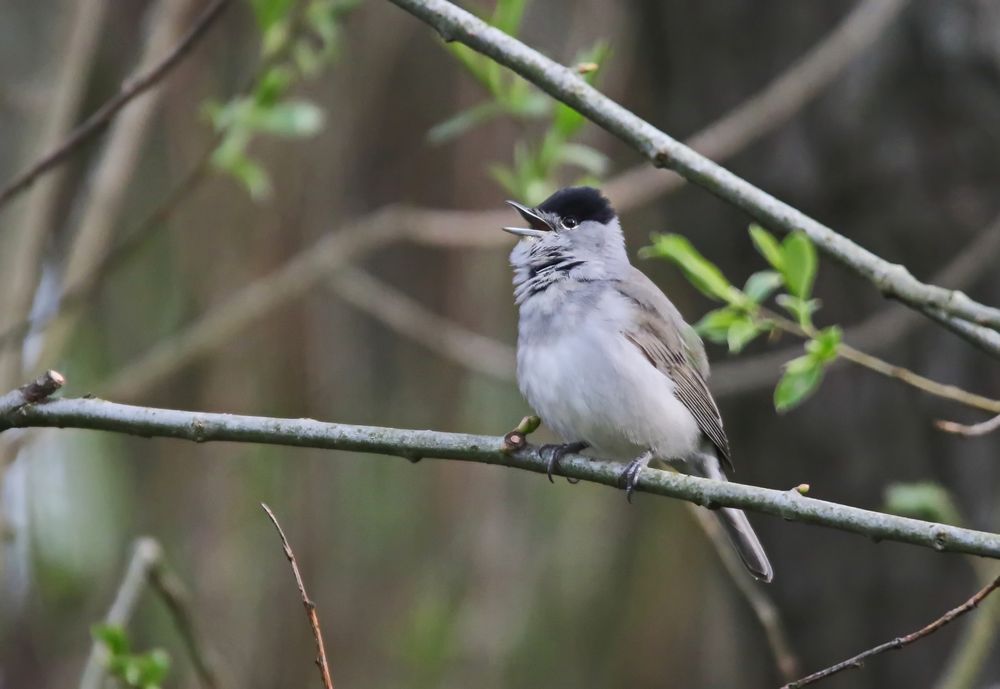 der Sänger Foto & Bild natur, tiere, vögel Bilder auf
