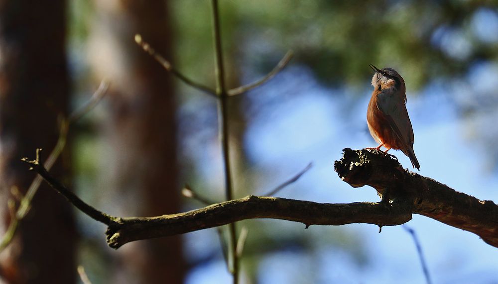 "Der SÄNGER im Schattenwald"