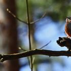 "Der SÄNGER im Schattenwald"