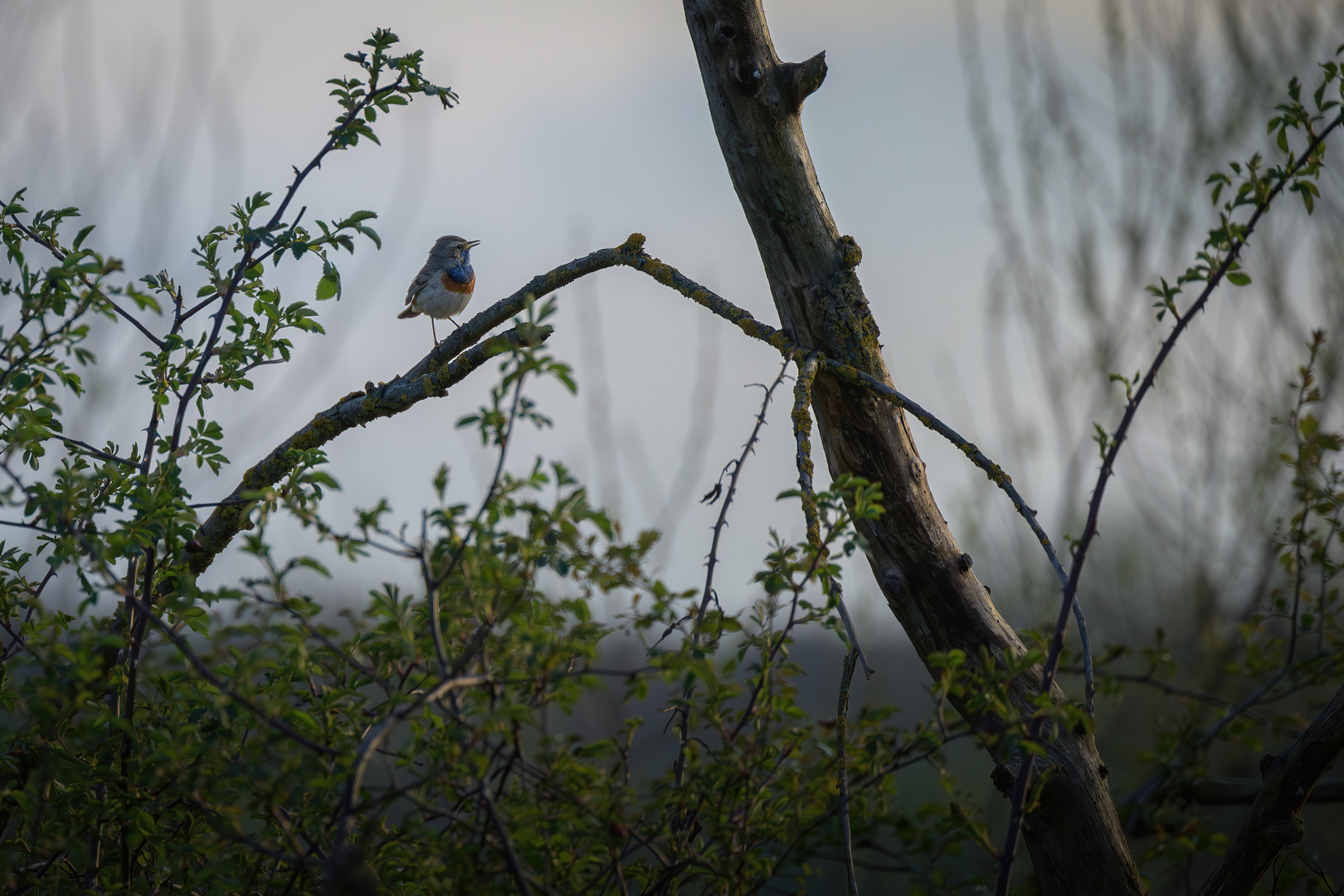 Der Sänger mit dem blauen Halsband