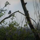 Der Sänger mit dem blauen Halsband