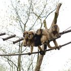 Der Sängerchor von Apenheul Apeldoorn