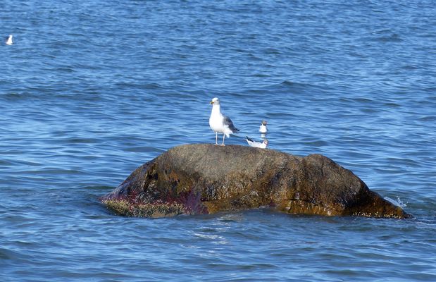 Der sagenumwobene Buhskam