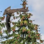 Der Sakerfalke/Fotografiert in Hellenthal 2014