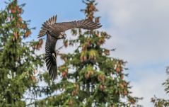 Der Sakerfalke/Fotografiert in Hellenthal 2014