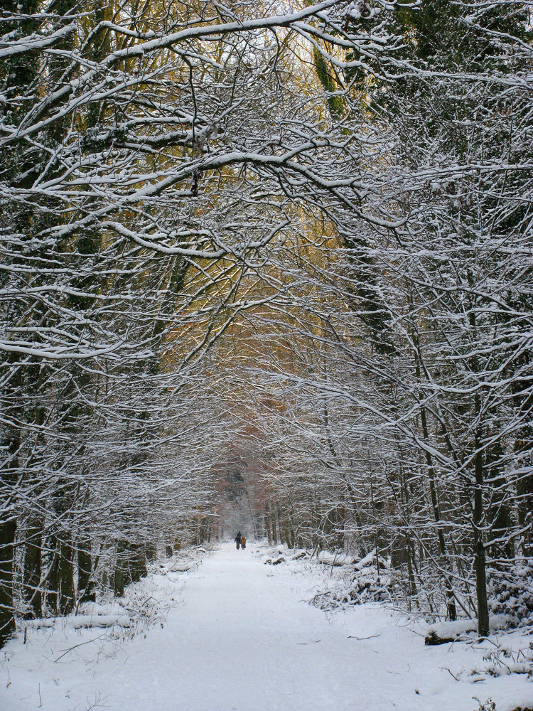 Der sakrale Wald