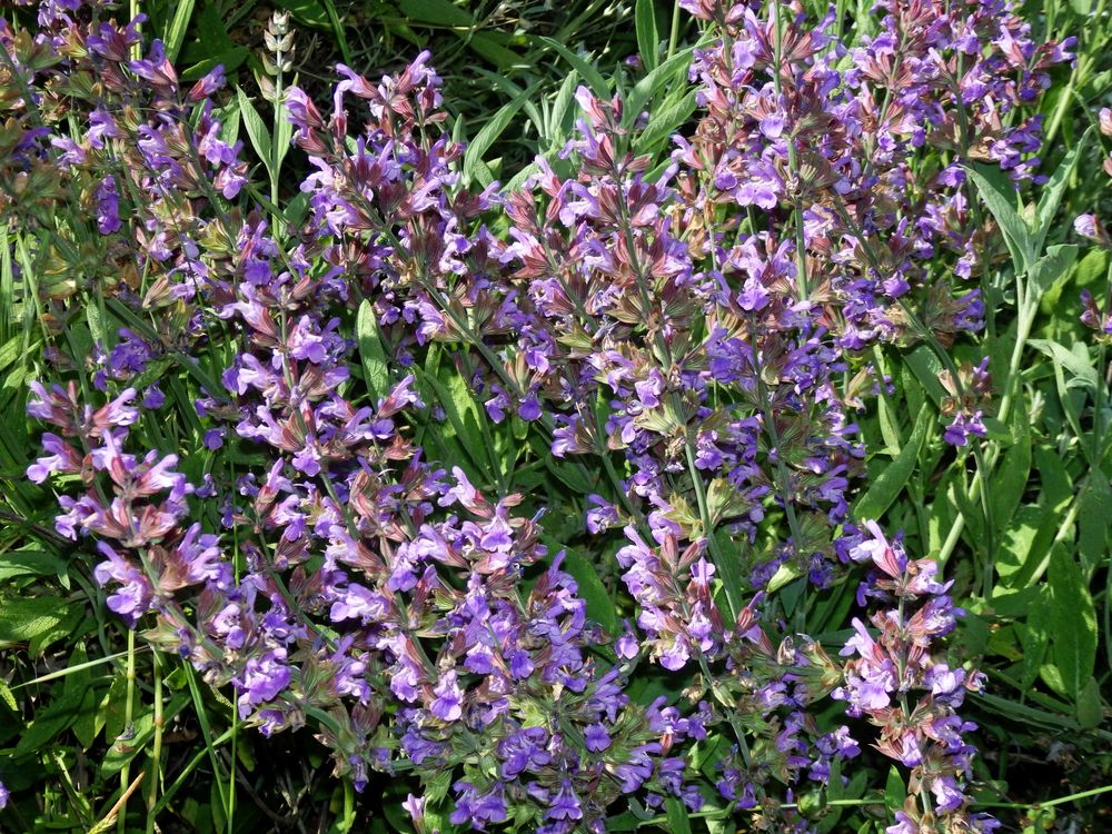 Der Salbei blüht ein Fest für Bienen & Hummeln Foto & Bild pflanzen