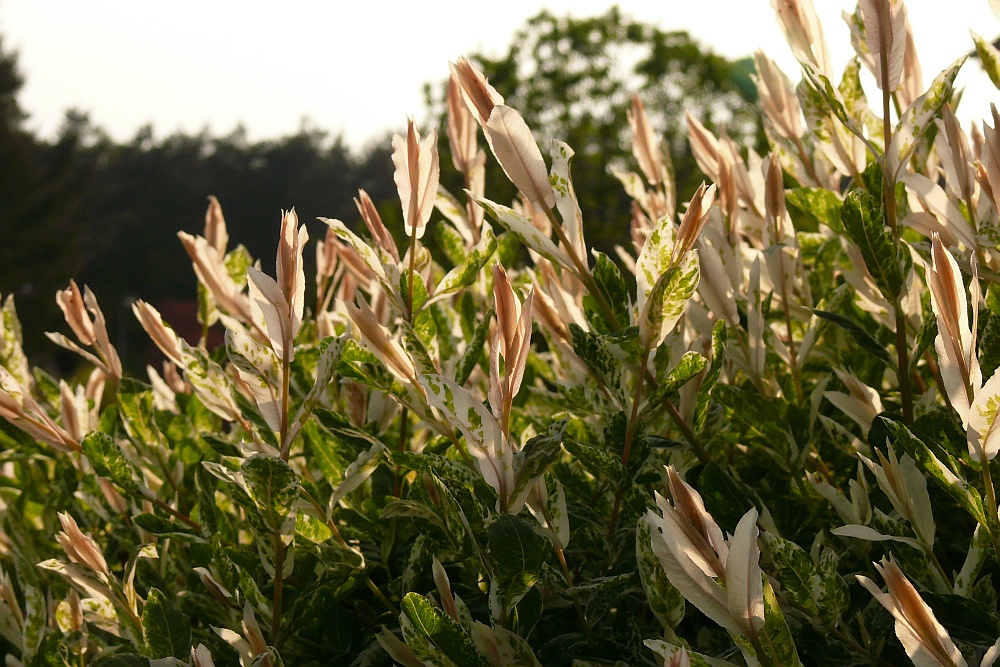 Der Salix blüht