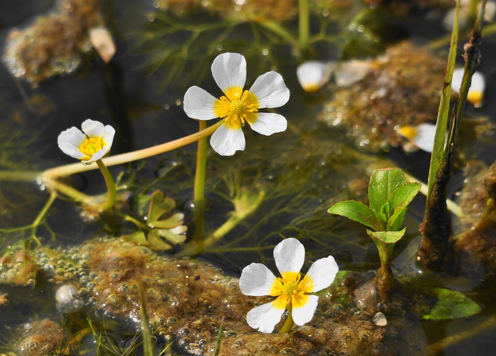 Der Salz-Hahnenfuß (Ranunculus baudotii)