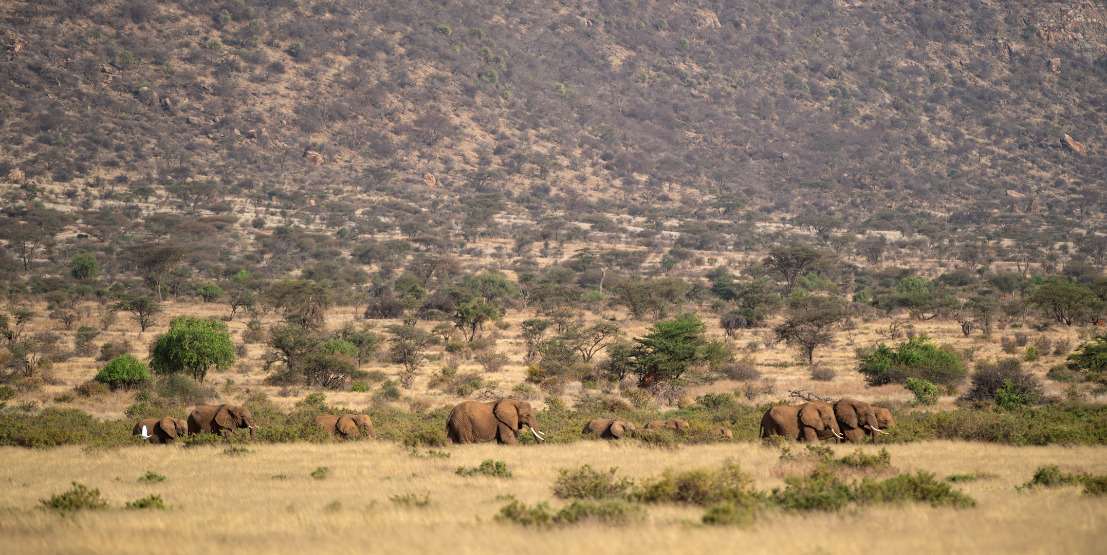 der Samburu NR