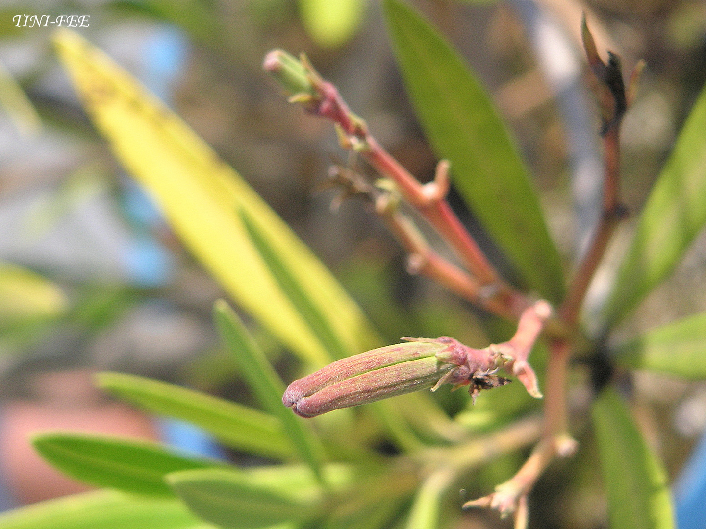 Der Samen des Oleander