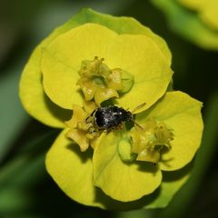 Der Samenkäfer BRUCHUS LUTEICORNIS (Fam. Bruchidae)