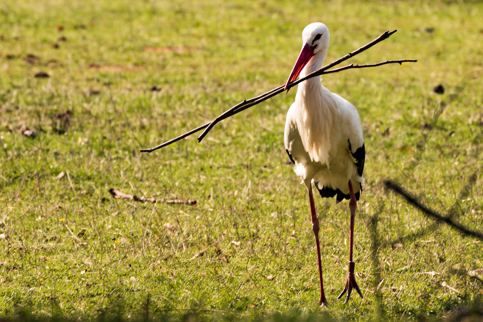 Der Sammler Foto & Bild | tiere, wildlife, wild lebende vögel Bilder