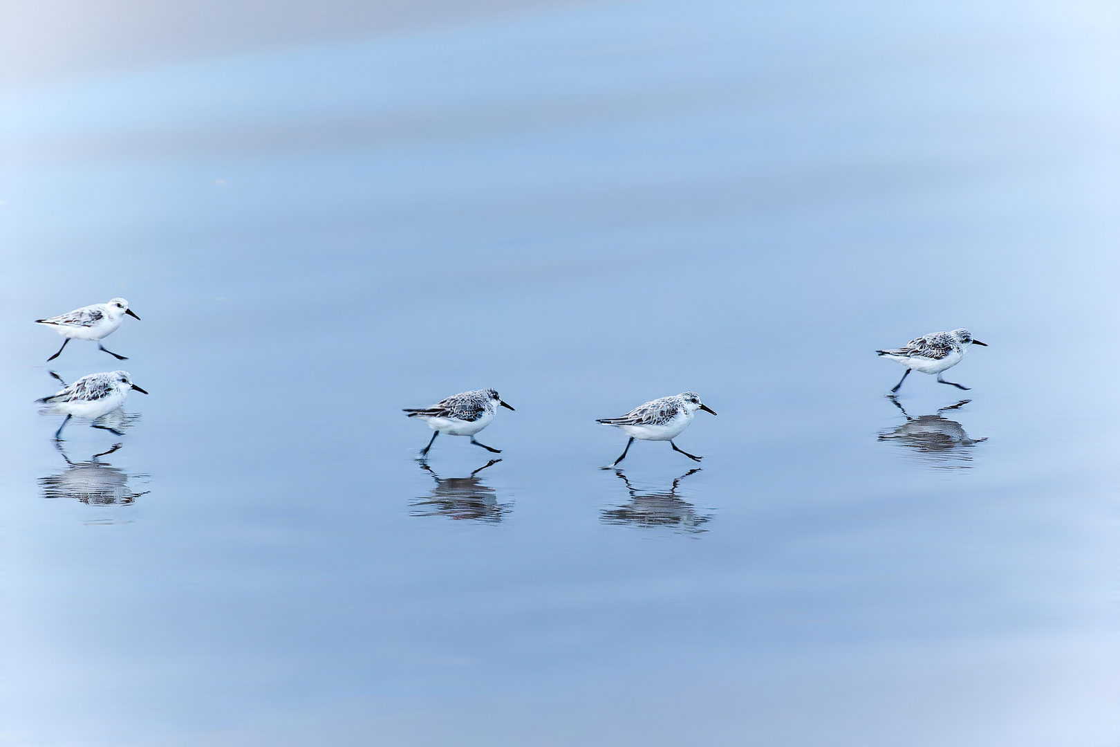 Der Sanderling ...